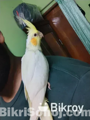 Lutino tem cockatiel
